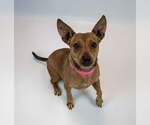 Small #3 Jackshund