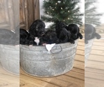 Small Photo #2 Goldendoodle Puppy For Sale in LEOMA, TN, USA