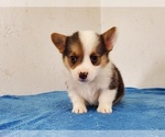 Small #3 Pembroke Welsh Corgi