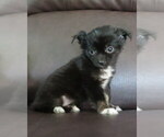 Small #2 Chihuahua