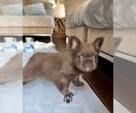 Small #3 French Bulldog