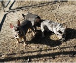 Small #3 French Bulldog
