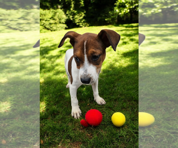 Medium Photo #20 Basenji-Rat Terrier Mix Puppy For Sale in McKinney, TX, USA