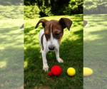 Small #19 Basenji-Rat Terrier Mix