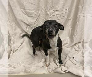 Chihuahua Dogs for adoption in Modesto, CA, USA