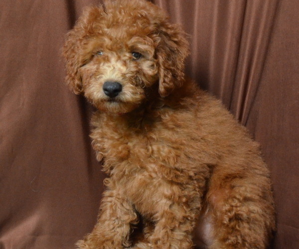 Medium Photo #2 Doodle Puppy For Sale in PATERSON, NJ, USA