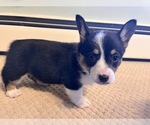 Small Photo #17 Pembroke Welsh Corgi Puppy For Sale in ROCKFORD, IL, USA