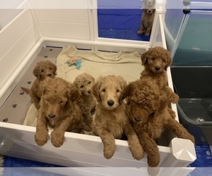 Goldendoodle Puppy for Sale in MORGANTOWN, West Virginia USA
