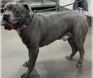 Mutt Dogs for adoption in Forestville, MD, USA
