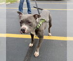 Small #6 American Pit Bull Terrier