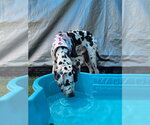 Small #2 Great Dane