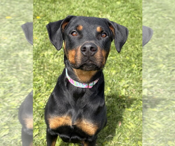 Medium Photo #2 Rottweiler-Unknown Mix Puppy For Sale in Jefferson, WI, USA
