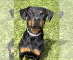 Small #1 Rottweiler Mix