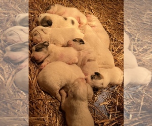 Great Pyrenees Puppy for sale in GIBSONIA, PA, USA