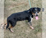 Small #2 Beagle Mix