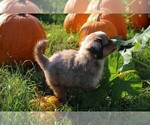 Small Photo #6 Miniature Australian Shepherd Puppy For Sale in LIVE OAK, CA, USA