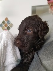 Labradoodle Puppy for sale in RIVERVIEW, FL, USA