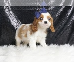 Small #3 Cavalier King Charles Spaniel