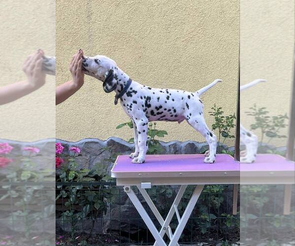 Medium Photo #1 Dalmatian Puppy For Sale in Iernut, Mures, Romainia