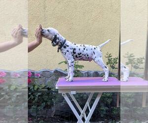 Dalmatian Puppy for Sale in Iernut, Mures Romainia