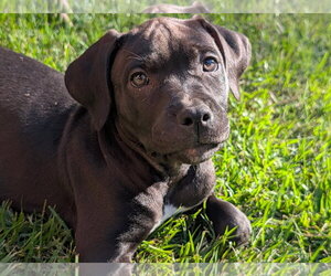 Mastiff-Unknown Mix Dogs for adoption in Greenville, SC, USA