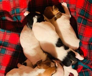 Jack Russell Terrier Puppy for sale in KINGSVILLE, MO, USA