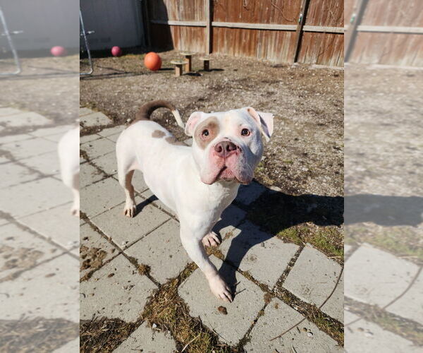 Medium Photo #2 Mutt Puppy For Sale in Evansville, IN, USA