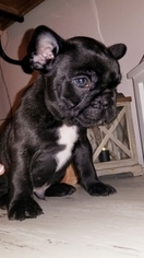 French Bulldog Puppy for sale in TONGANOXIE, KS, USA