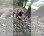 Small #10 Bullmastiff