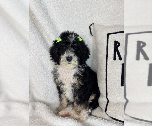 Medium Photo #4 Bernedoodle Puppy For Sale in GREENFIELD, IN, USA
