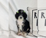 Small #3 Bernedoodle