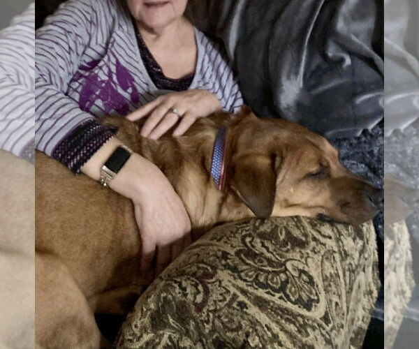 Medium Photo #5 Rhodesian Ridgeback-Unknown Mix Puppy For Sale in Spring Lake, NC, USA