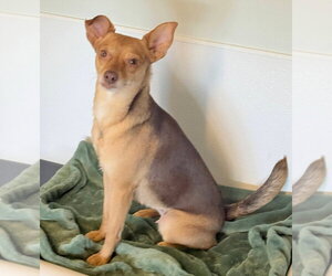 Chihuahua-Unknown Mix Dogs for adoption in oakland, FL, USA