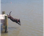 Small Photo #8 Labrador Retriever Puppy For Sale in N TOPSAIL BCH, NC, USA