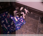 Small Photo #34 Boston Terrier-Collie Mix Puppy For Sale in COLUMBUS, OH, USA