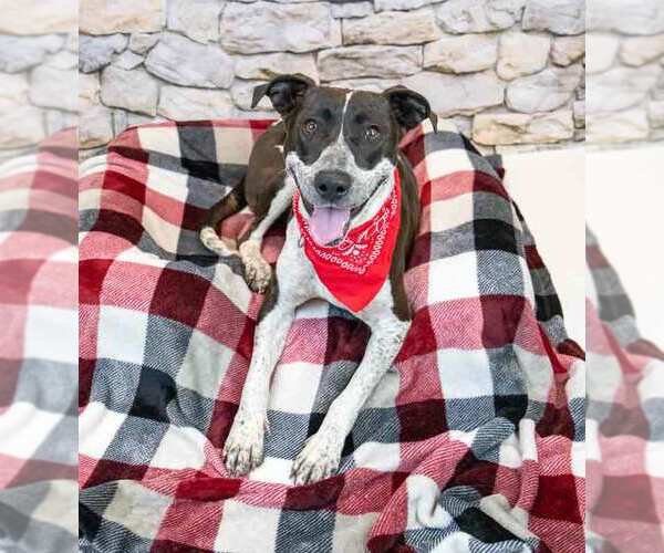 Medium Photo #5 Lab-Pointer Puppy For Sale in Kennesaw, GA, USA