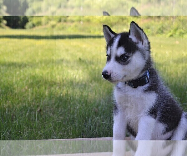 Medium Photo #1 Siberian Husky Puppy For Sale in GOSHEN, IN, USA