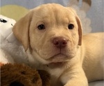 Small #1 Labrador Retriever
