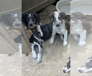 BRE Paws : Brecken - Male Australian Shepherd-Unknown Mix Dog for Adoption - Photo #3