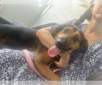 Small #1 American Foxhound Mix