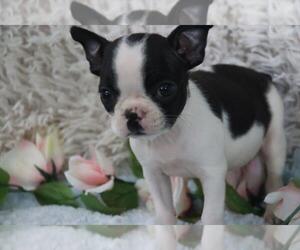 Boston Terrier Puppy for sale in ORO VALLEY, AZ, USA