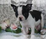 Small Boston Terrier
