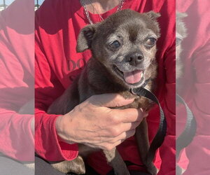 Chihuahua Dogs for adoption in Boonton, NJ, USA