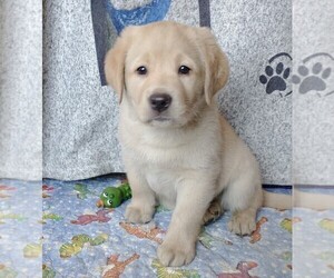 Labrador Retriever Puppy for sale in CALIENTE, CA, USA