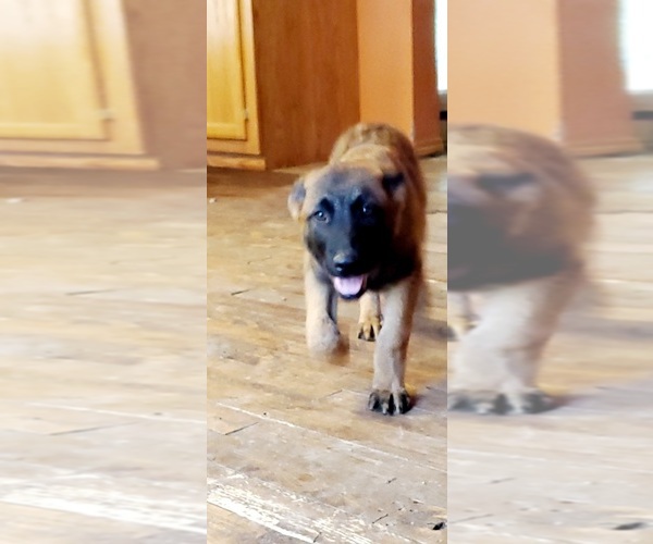 Medium Photo #3 German Shepherd Dog-Mutt Mix Puppy For Sale in MAINEVILLE, OH, USA