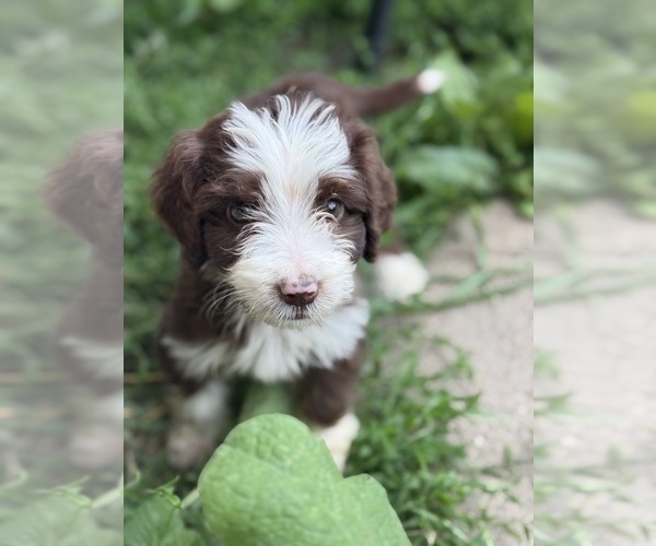 Medium Photo #7 Aussiedoodle Miniature  Puppy For Sale in WOODSTOCK, IL, USA