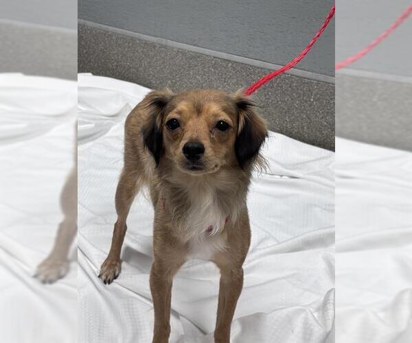 Medium Photo #1 Chihuahua-Unknown Mix Puppy For Sale in Las Vegas, NV, USA