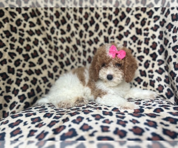 Medium Photo #8 Cock-A-Poo Puppy For Sale in LAKELAND, FL, USA