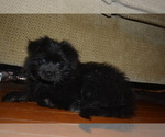 Small Photo #5 Pom-Shi Puppy For Sale in DINWIDDIE, VA, USA