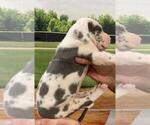 Small Photo #6 Great Dane Puppy For Sale in SELLERSBURG, IN, USA